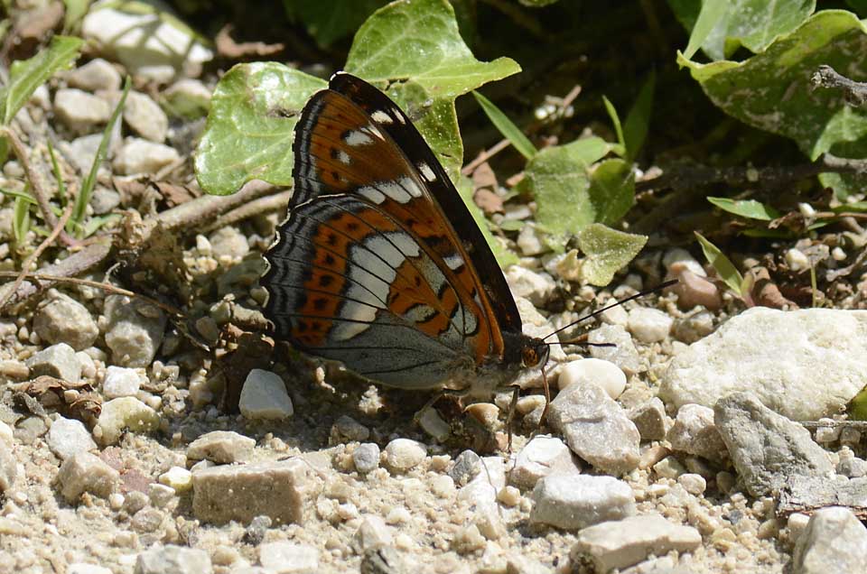 Emozione.... Limenitis populi